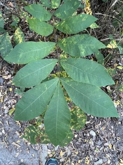 Carya texana