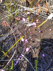 Utricularia uniflora