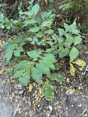 Carya texana