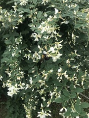 Xylocopa appendiculata circumvolans