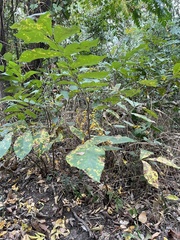 Carya texana