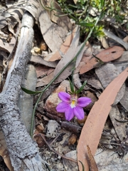 Scaevola ramosissima
