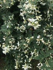 Xylocopa appendiculata circumvolans