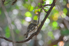 Glaucidium siju