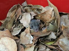 Antechinus stuartii