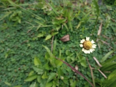 Tridax procumbens image
