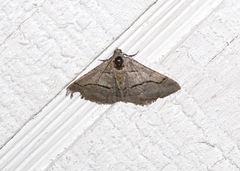 Digrammia continuata