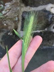 Hordeum murinum