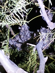 Pachylis argentinus