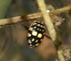 Thermonectus marmoratus