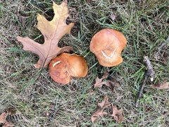 Xanthoconium purpureum