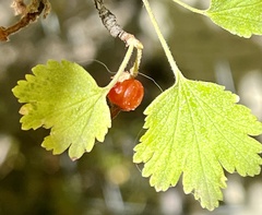 Ribes cereum