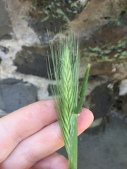 Hordeum murinum