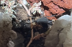 Eumesosoma