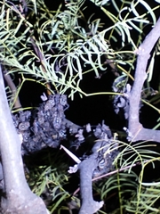Pachylis argentinus