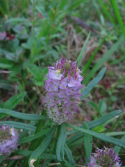 Polygala cruciata