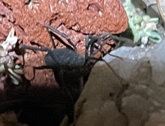 Eumesosoma