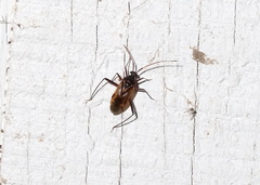 Eustictus