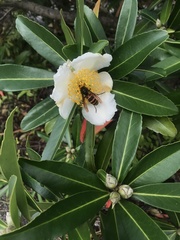 Vespa analis insularis
