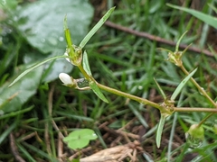 Scleromitrion brachypodum