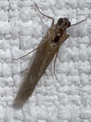 Phycitinae