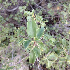 Prunus ilicifolia ilicifolia