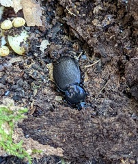 Sphaeroderus stenostomus