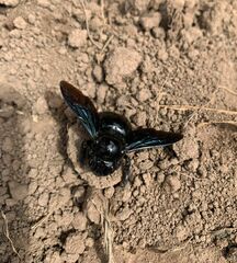 Xylocopa fimbriata