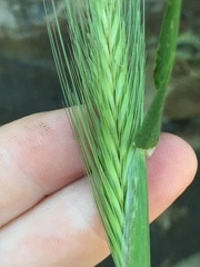 Hordeum murinum