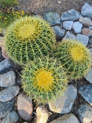 Kroenleinia grusonii