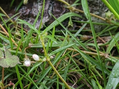 Scleromitrion brachypodum
