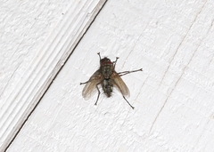 Microphthalma disjuncta