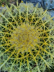 Kroenleinia grusonii