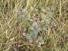 Symphoricarpos occidentalis