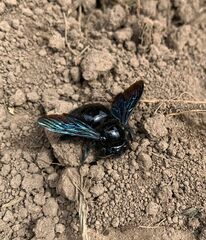 Xylocopa fimbriata