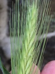 Hordeum murinum