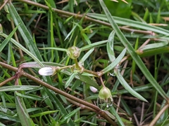 Scleromitrion brachypodum