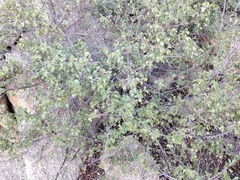 Prunus ilicifolia ilicifolia