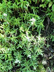 Anaphalioides trinervis