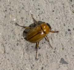 Cyclocephala lurida