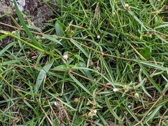Scleromitrion brachypodum