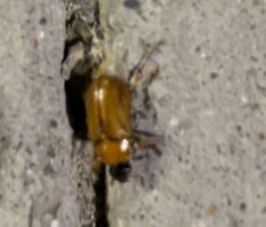 Cyclocephala lurida