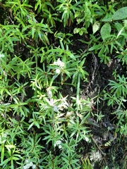 Anaphalioides trinervis