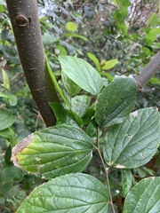 Celtis sinensis