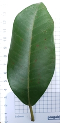 Ficus rubiginosa