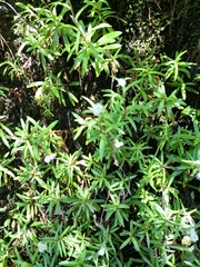 Anaphalioides trinervis