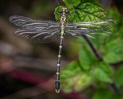 Hemigomphus