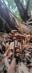 Marasmiineae