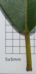 Ficus rubiginosa