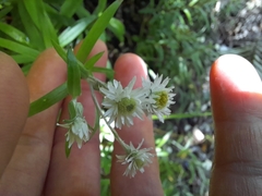 Anaphalioides trinervis
